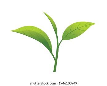 Clone Tea, Tea Research Institute Sreemangal, Rich Colour