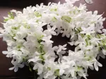 Artificial Hair Flower For Woman  (Gajra flower)